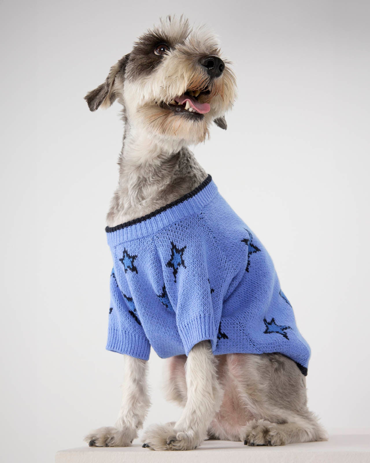 Splendid x Wild One Dog Star Sweater | Splendid