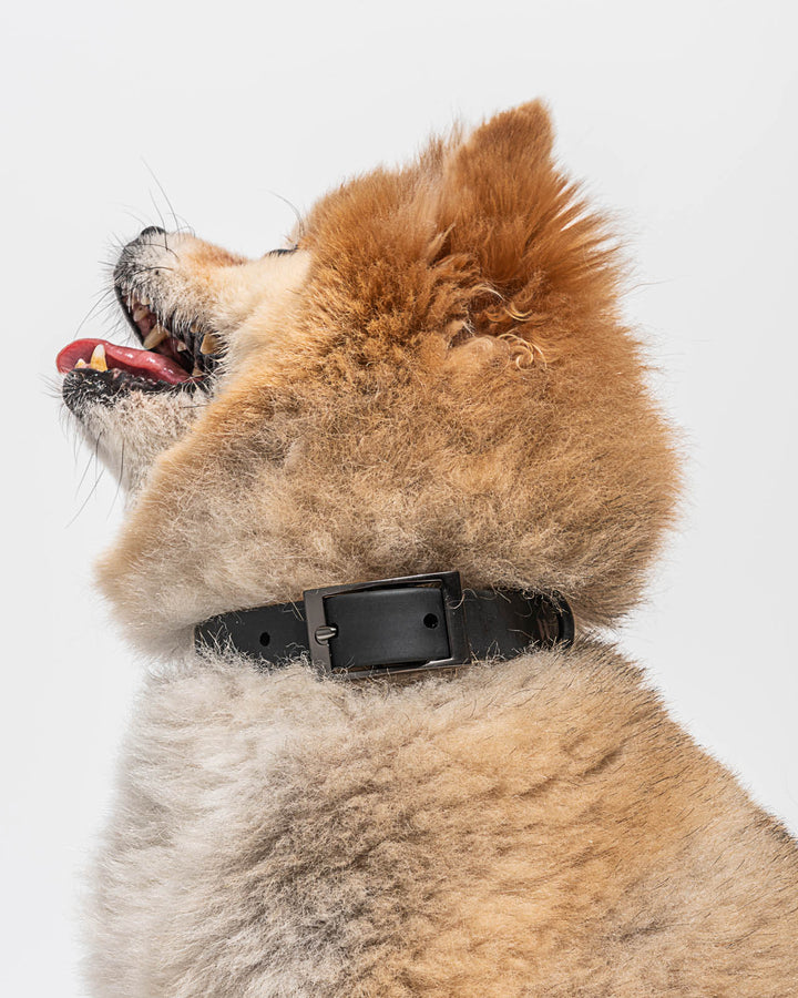 Splendid x Wild One Dog Collar | Splendid