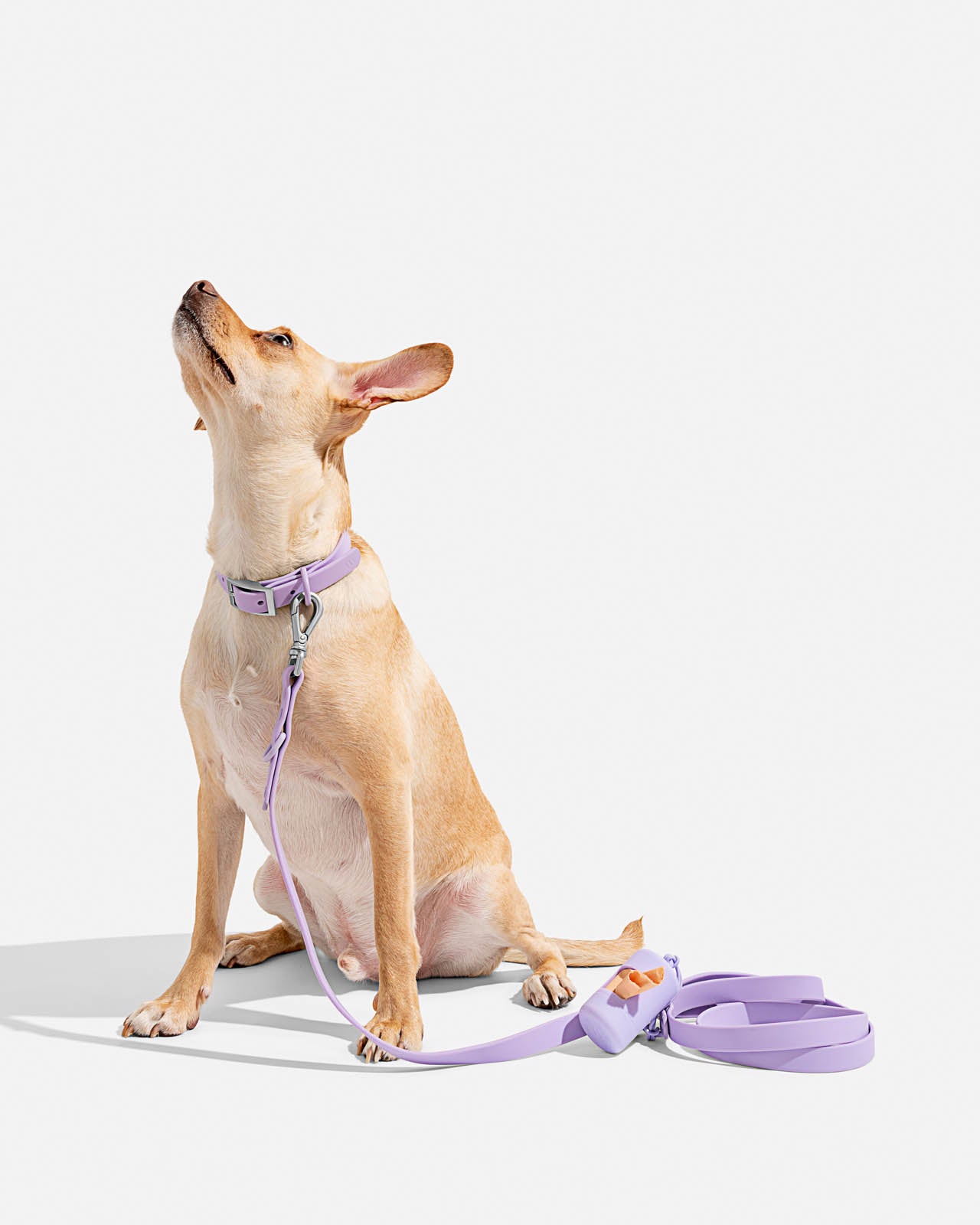 Splendid x Wild One Dog Collar | Splendid