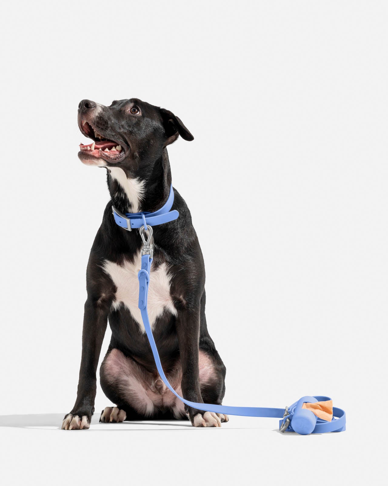 Splendid x Wild One Dog Collar | Splendid