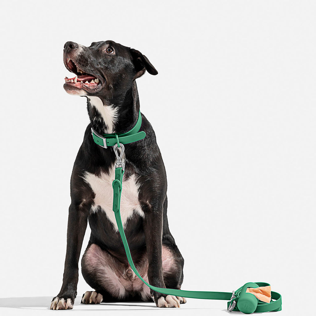 Splendid x Wild One Dog Collar
