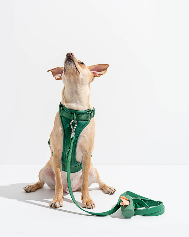 Splendid x Wild One Harness Splendid