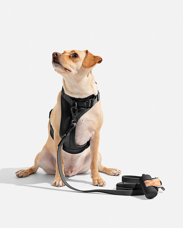 Wild One Best Harness For Extra Small Dogs Splendid X Wild One